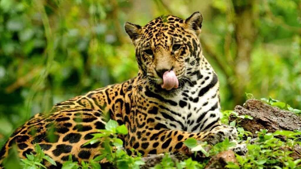 rainforest jaguar with tounge out resting in the amazon