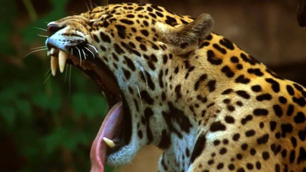 ecuador rainforest jaguar yawning shows off large teeth