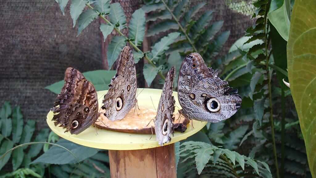 mindo owl eye butterflys makes a great day tour visit from quito city