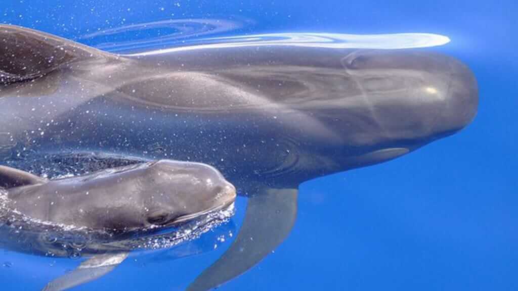 A young short-finned pilot whale calf swims with mum at galapagos