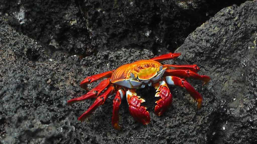 Bright red, yellow and blue shell of a Galapagos sally lightfoot crab contrast beautifully against black lava rock