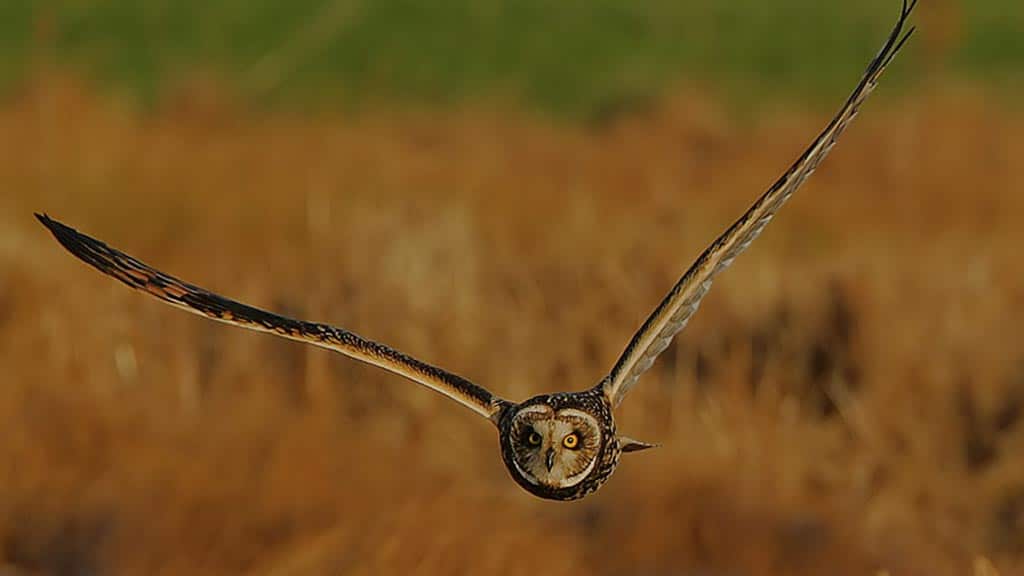stunning frontal view of short-eared Galapagos owl flying with huge and powerful wings spread out