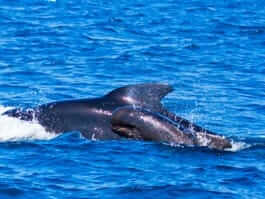 thumb short-finned pilot whale swimming with calf at the galapagos islands