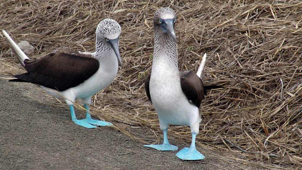 blue footed booby couple at the galapagos islands 