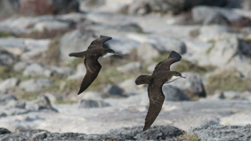two galapagos petrel birds flying together at the galapagos islands