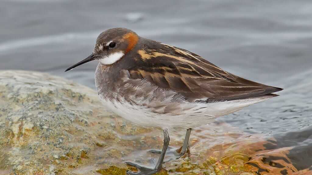 a pretty red necked phalarope bird at the galapagos islands