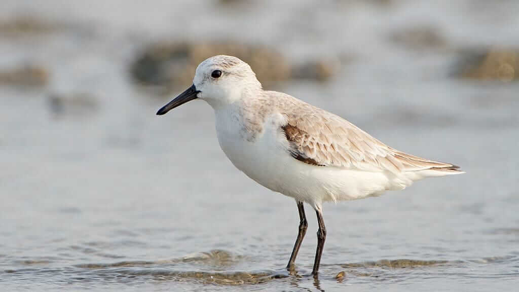 Un ave de arena blanca vadea aguas poco profundas en Galápagos