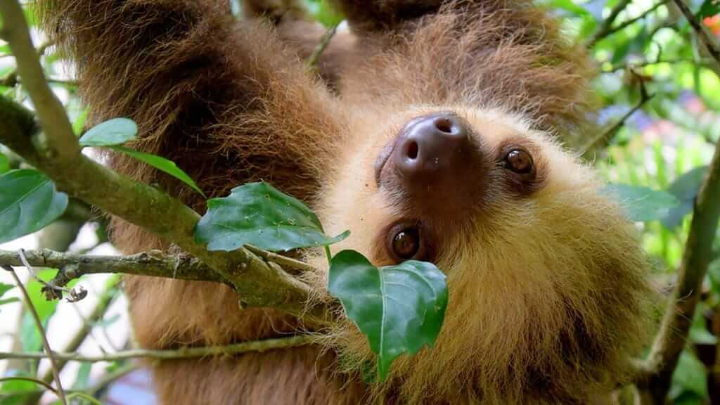 cute baby three toed sloth hanging upside down in a tree ecuador