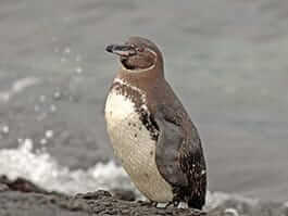 lustige Fakten über Galapagos-Pinguine