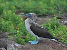 10 things you can only do in the galapagos islands - a blue footed booby sitting on rock