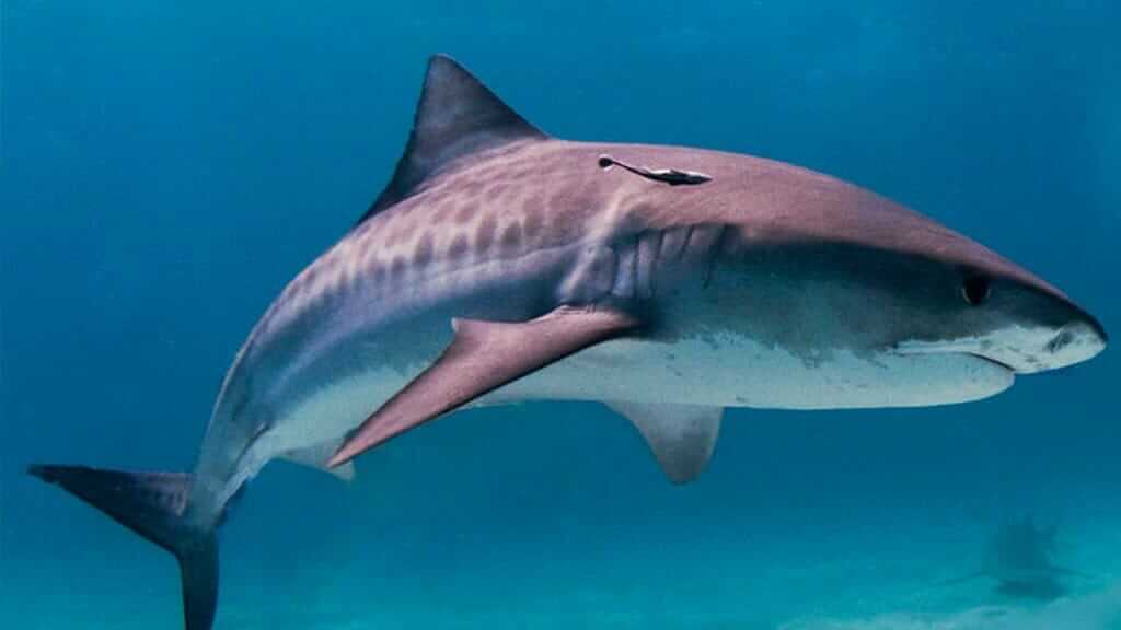 the tiger shark migrates seasonally to the galapagos islands