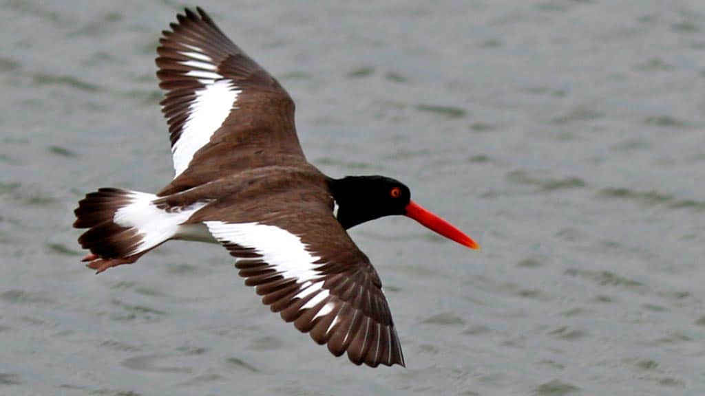 american oystercatcher flying at galapagos