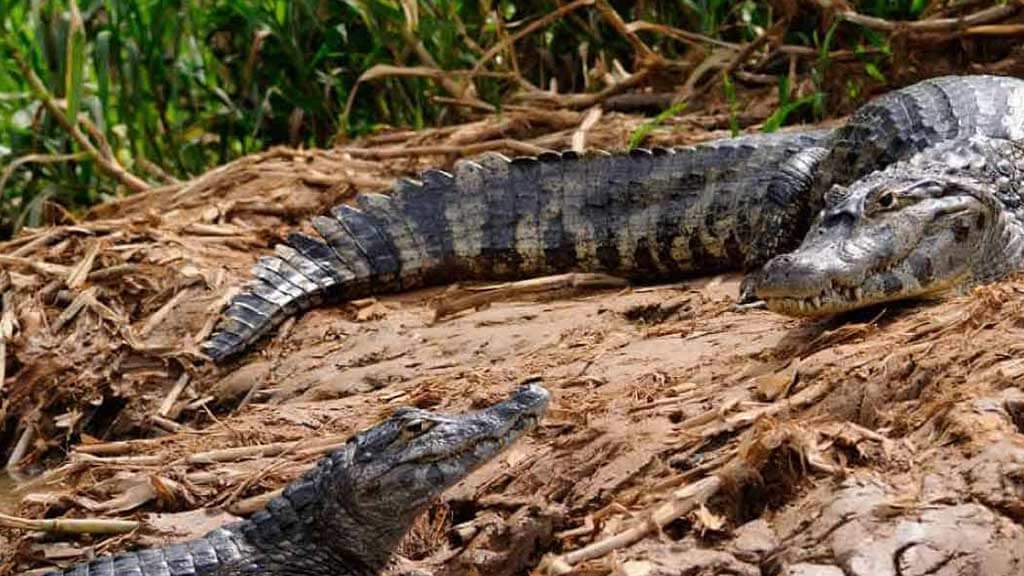ecuador jungle caiman alligators