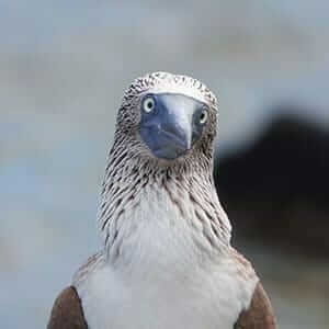 Galapagos islands travel guide for planning your trip to the archipelago 