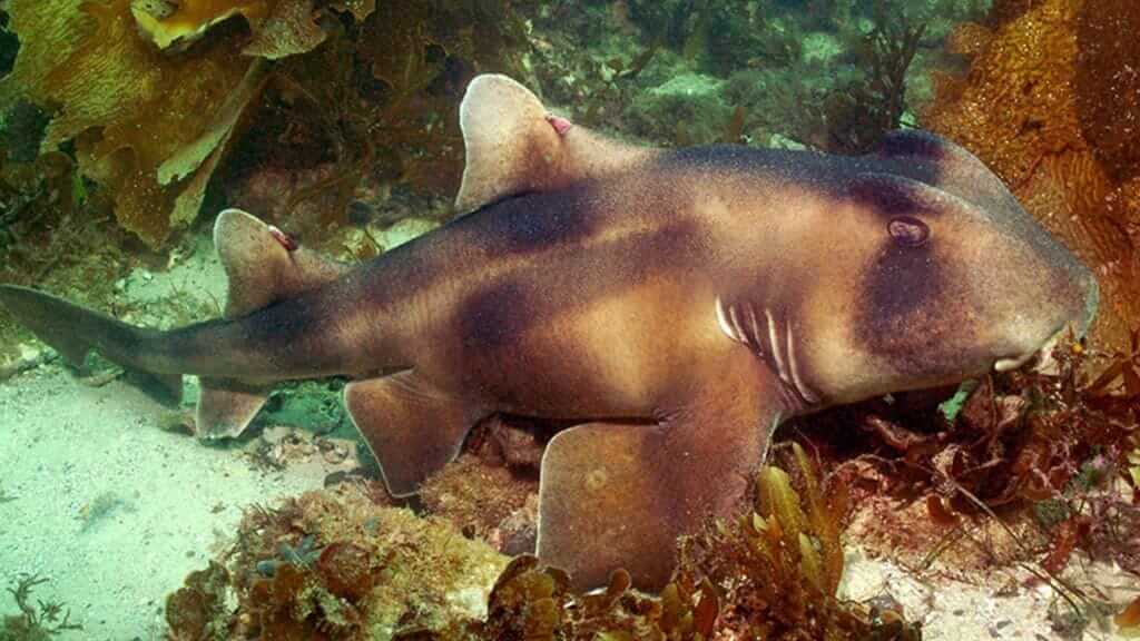 galapagos bullhead shark op de zeebodem
