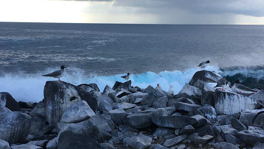 galapagos islands gulls sitting on rocks as waves hit