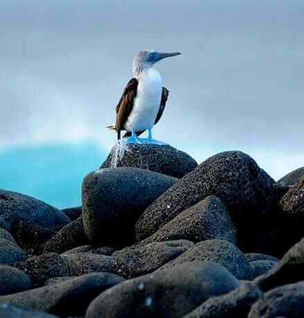 galapagos tours 