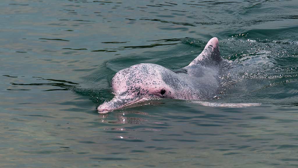 pink river dolphin at ecuador amazon cuyabeno reserve