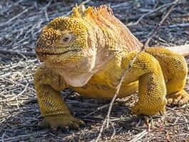 golden yellow colored galapagos islands land iguana