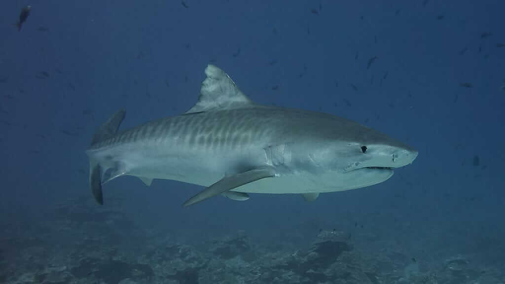 Requin tigre des Galapagos nageant avec un banc de petits poissons