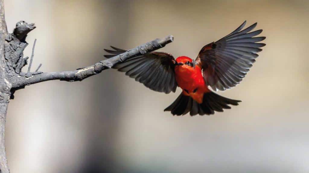 Vogelbeobachtung auf Galapagos: Ein zinnoberroter Fliegenfänger schwebt mitten im Flug