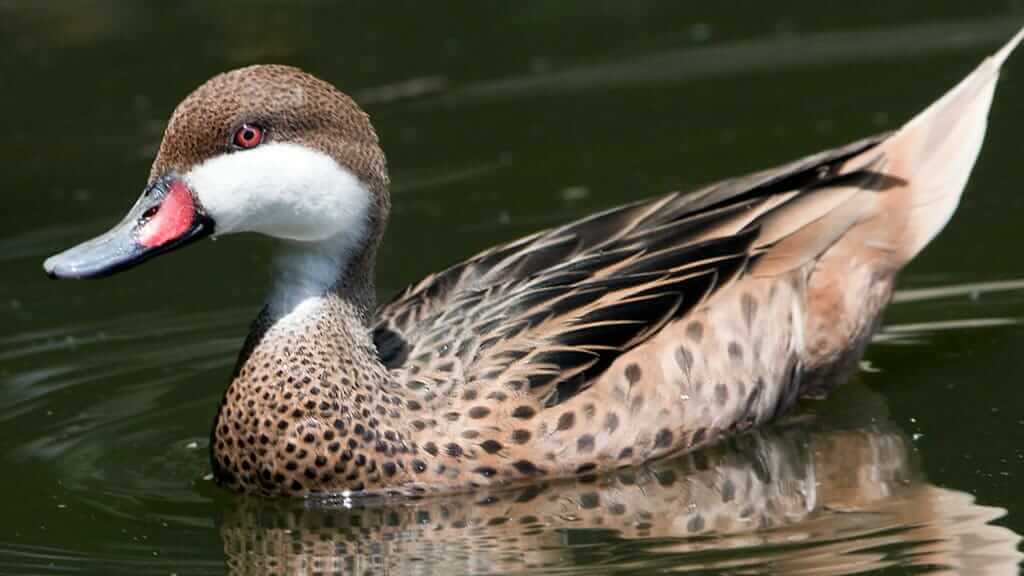 galapagos white cheeked pintail duck in the water