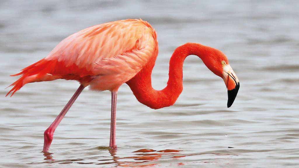 Een prachtige gekleurde galapagos-flamingo die voor voedsel waadt