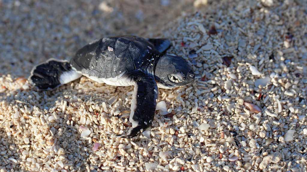 Eine süße neugeborene Galapagos-Meeresschildkröte, die über den Sand kriecht, um den Ozean zu erreichen