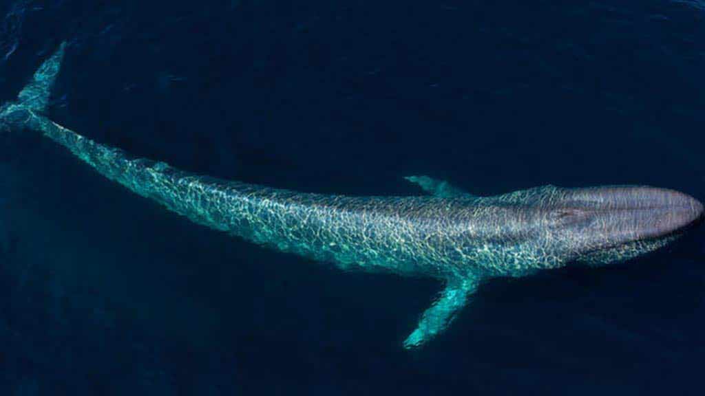 Galapagos whales - giant blue whales can sometimes be seen in the Bolivar Channel at Galapagos