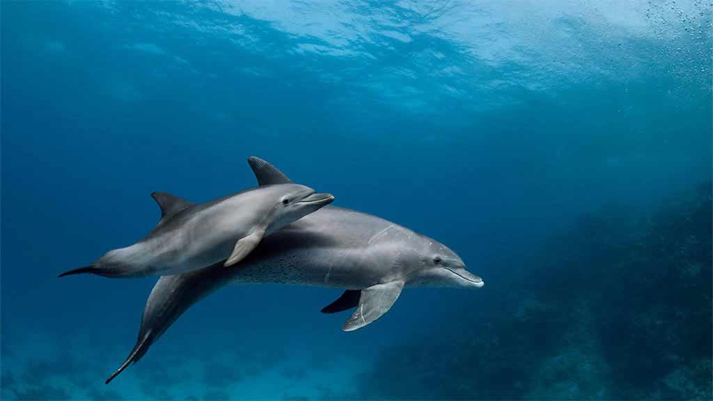 Galapagos-Delfine: Eine Mutter-Tümmlerin schwimmt mit Kalb