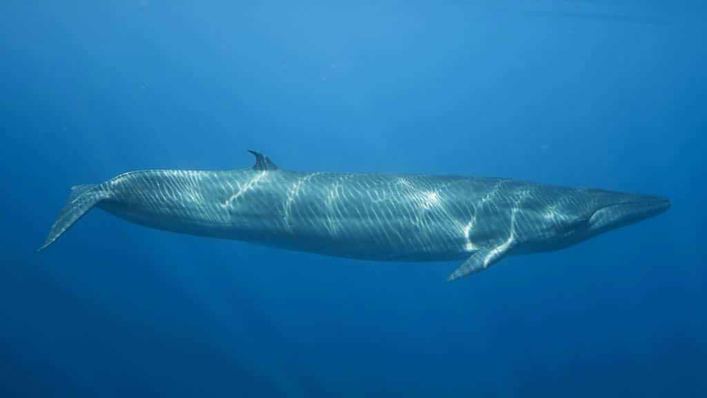 the Bryde's whale can be spotted during Galapagos whale watching