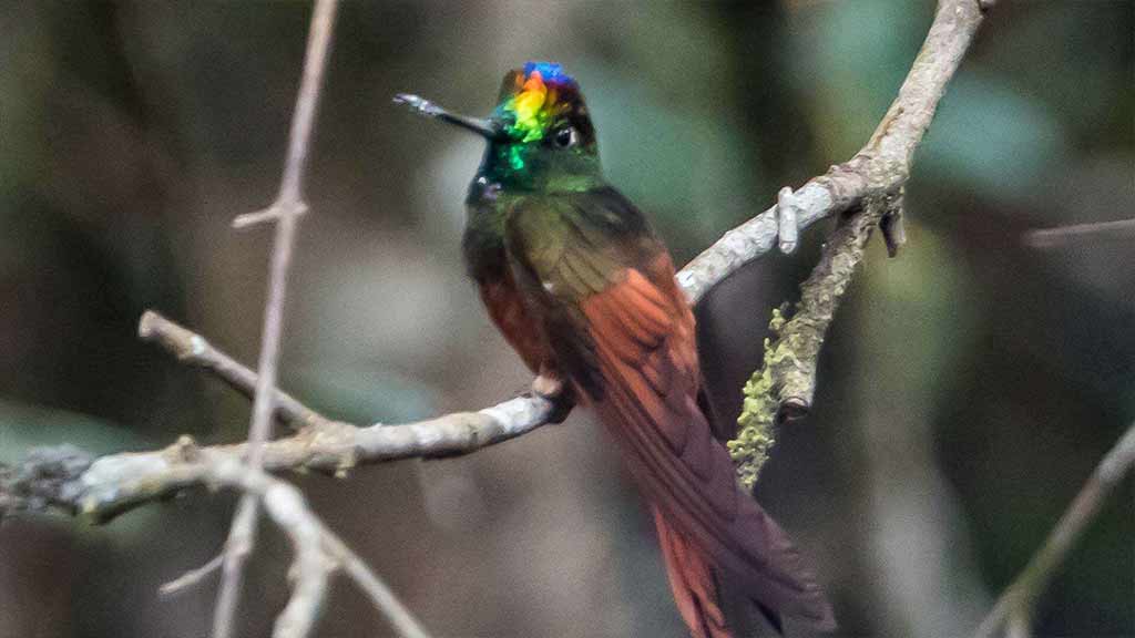colorful hummingbird in the south of ecuador