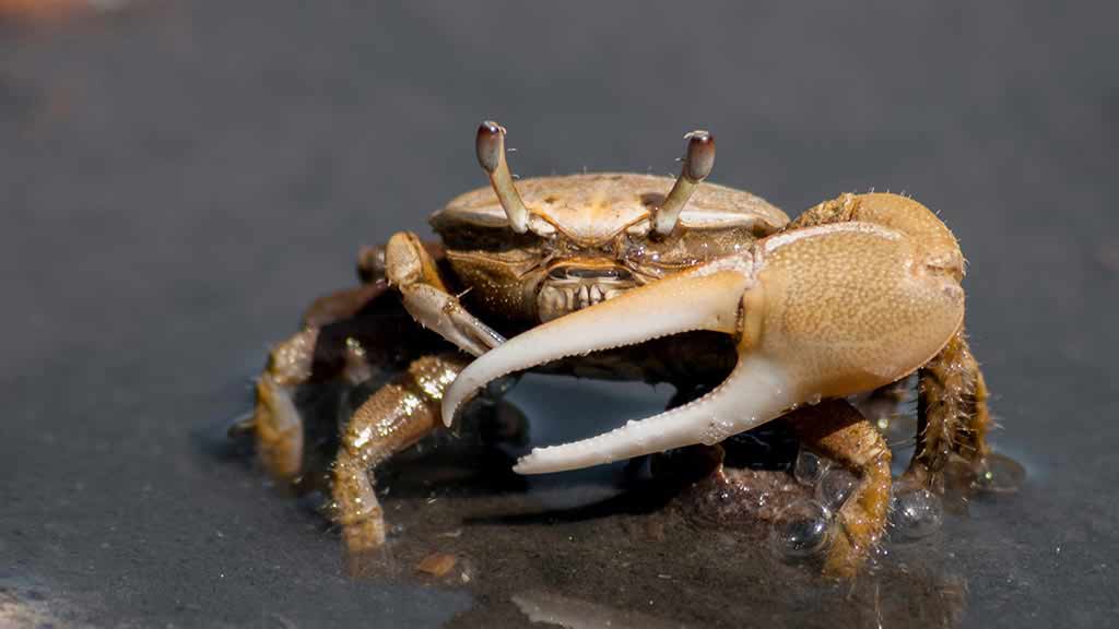 Fiddler crab with large claw at Galapagos islands