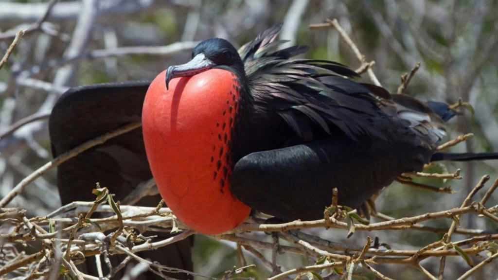 Galapagos Islands Great Frigate Bird sits in a tree puffing out his red throat pouch