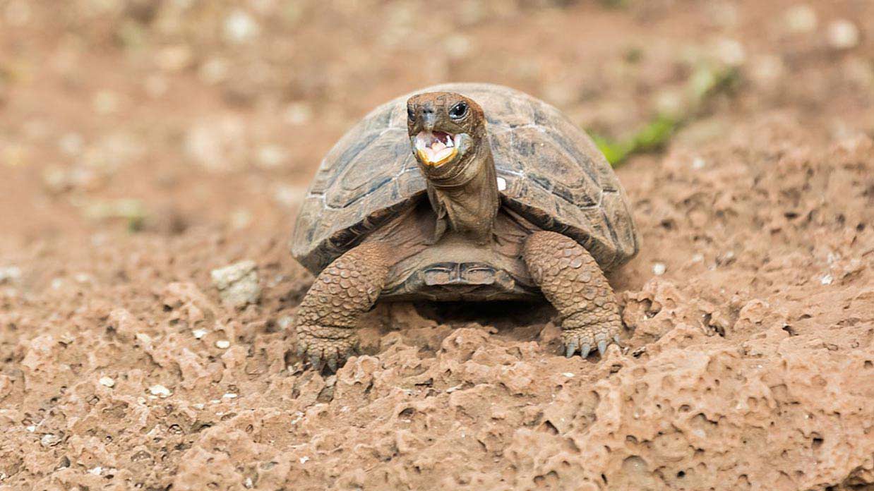 Galapagos Islands Animals: A Wildlife Lovers Guide – Happy Gringo Travel