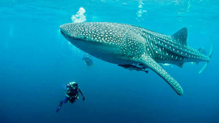 Galapagos Whale Shark - A Bucket List Diving Experience!