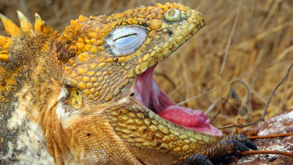 Galapagos land iguana closeup with eyes closed, mouth open and pink tongue showing