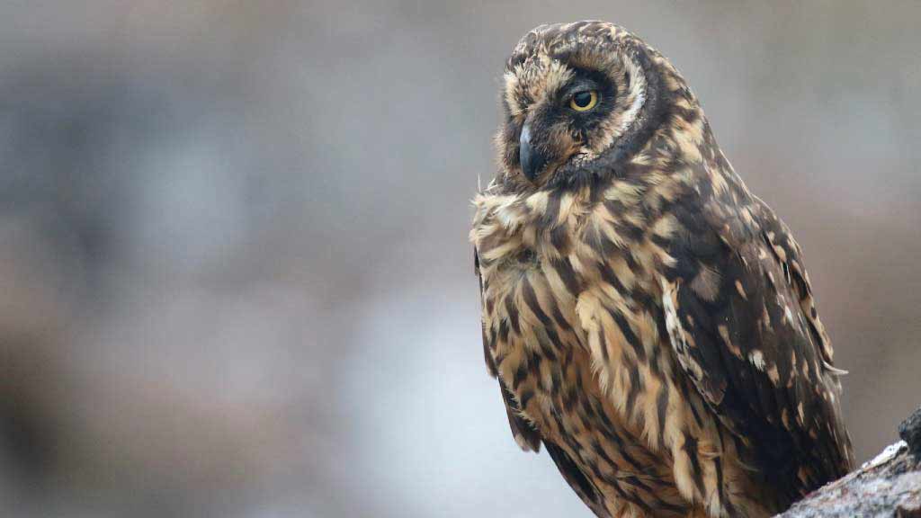 Galapagos birds: A Galapagos short-eared owl sitting alone