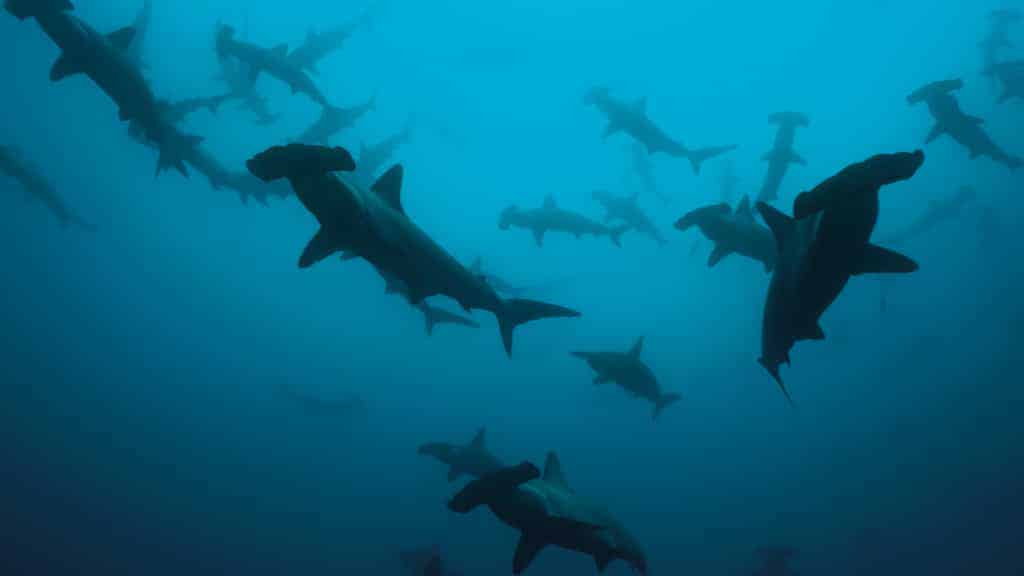 escuela de tiburones martillo de galápagos