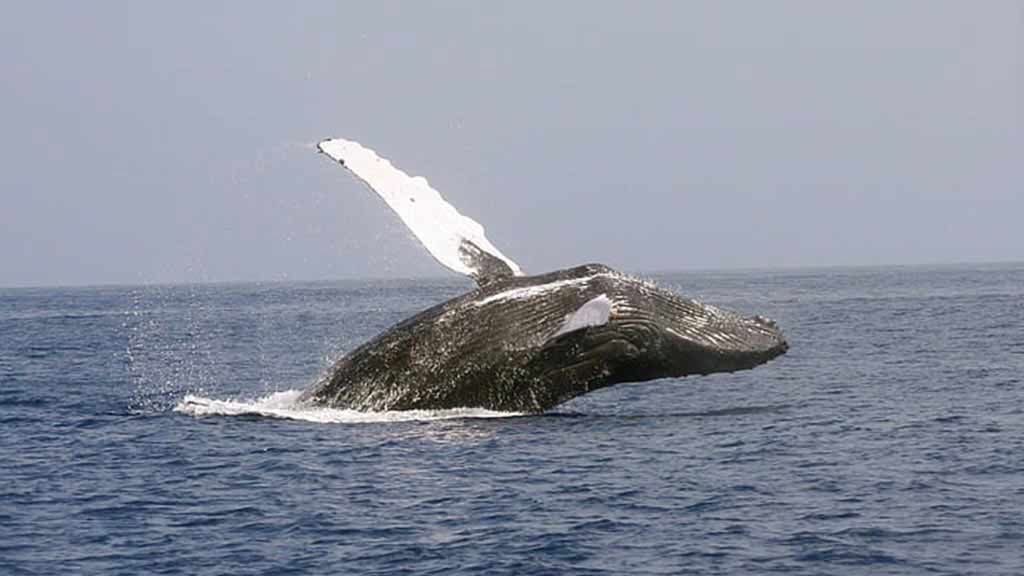 A humpback whales spectacularly breaching the ocean at galapagos