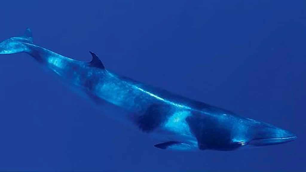 Minke whales migrate through the Galapagos islands each year