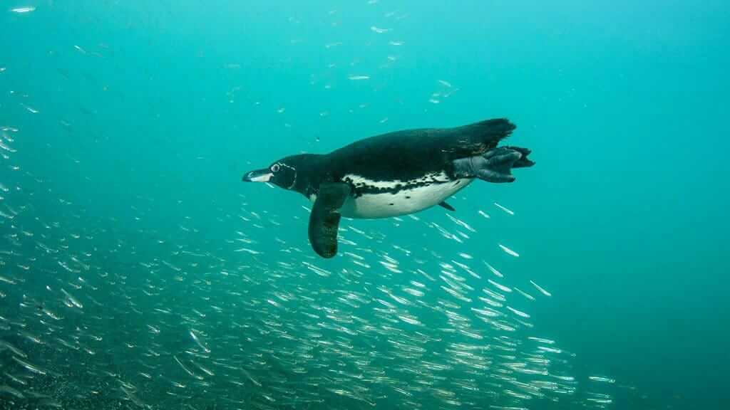 A galapagos penguin swimming underwater looking for fish