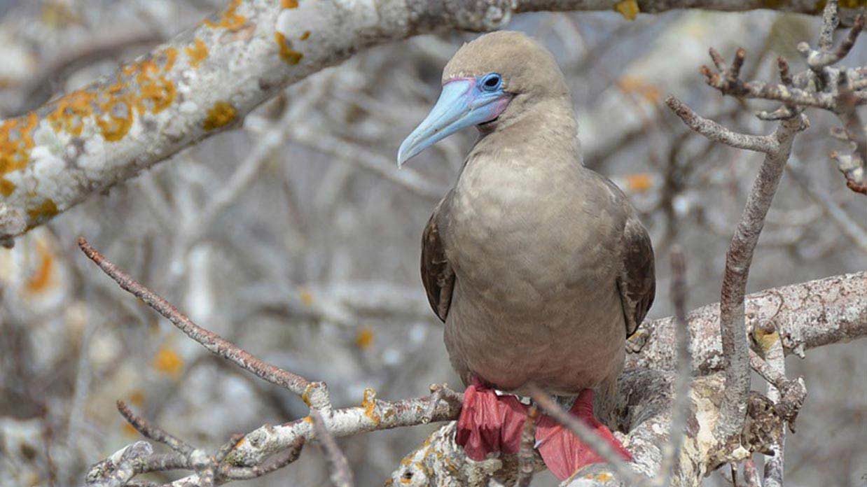 red footed booby sitting on a branch at Genovesa island galapagos