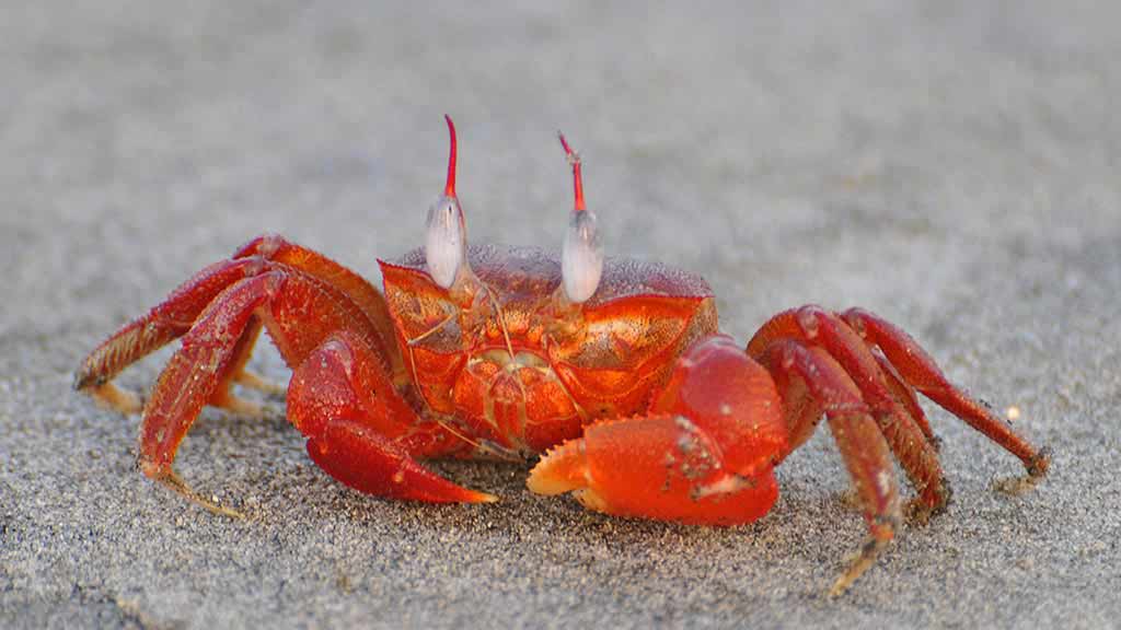 Galapagos islands molluscs a red Female Ghost Crab