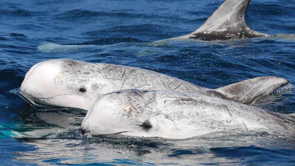 Rissos Delfine können auf den Galapagosinseln gesichtet werden