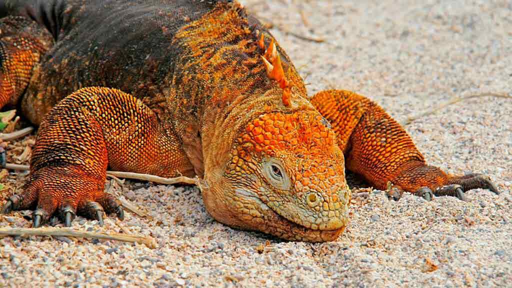 galapagos islands animals - golden colored land iguana sitting on beach