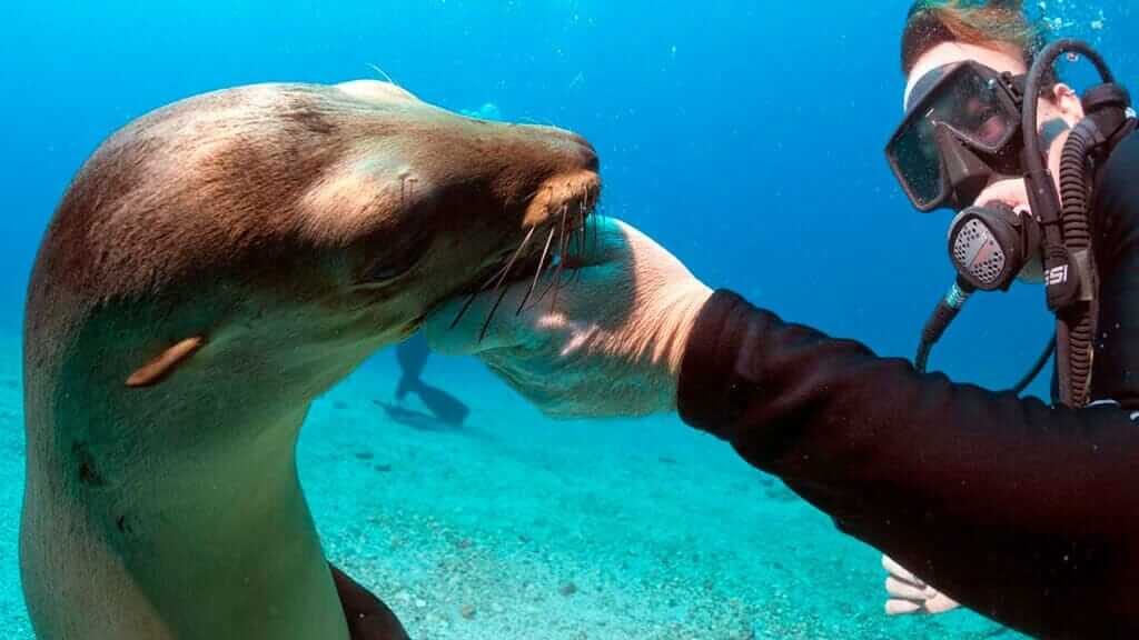 sea-lions-galapagos
