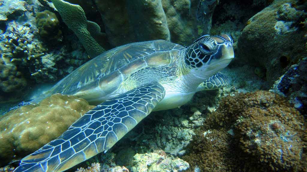 Meeresschildkröte-in-Korallen-Galapagos