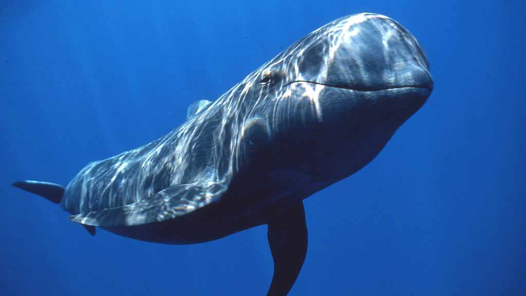 A short finned pilot whale commonly spotted at Galapagos