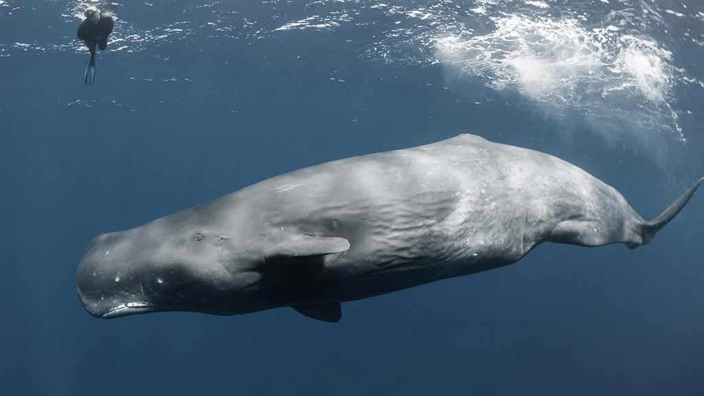 sperm-whale-in-the-ocean